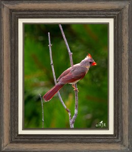 Northern Cardinal (Female)