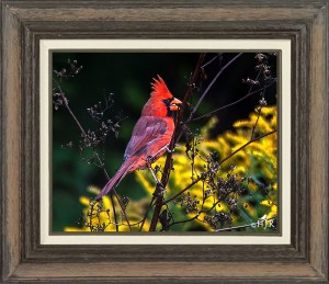 Northern Cardinal (Male)