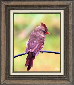 Northern Cardinal (Female)