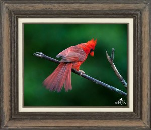 Northern Cardinal (Male)