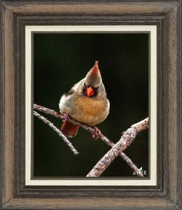 Northern Cardinal (Female)