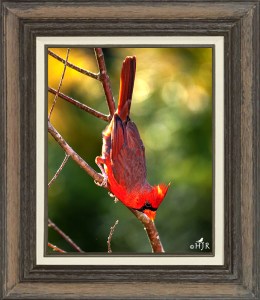 Northern Cardinal (Male)