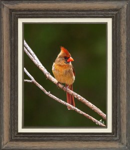 Northern Cardinal (Female)