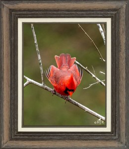 Northern Cardinal (Male)