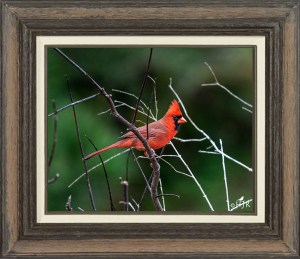 Northern Cardinal (Male)