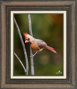 Northern Cardinal (Female)