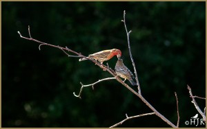 House Finch (Male & Juvenile)