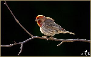 House Finch (Male)