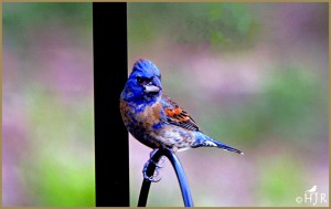 Blue Grosbeak (Male)