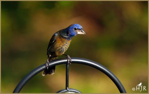 Blue Grosbeak (Male, juvenile)