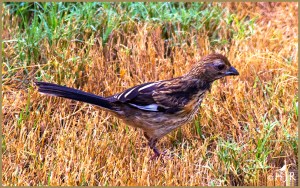 Eastern Towhee (Male, juvenile)