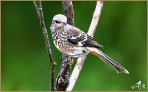 Northern Mockingbird (Juvenile)