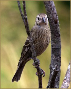 Brown-headed Cowbird (Female)