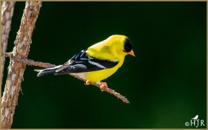 American Goldfinch (Male)