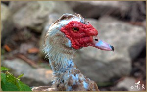 Muscovy Duck (Male)