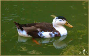 Muscovy Duck (Female)