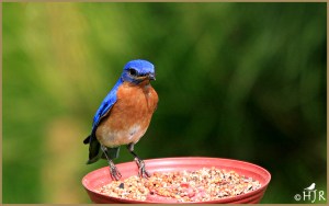 Eastern Bluebird (Male)