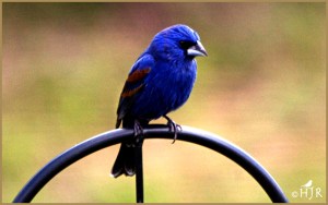 Blue Grosbeak (Male)