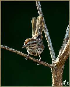 Song Sparrow