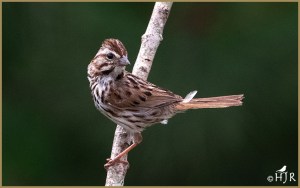 Song Sparrow