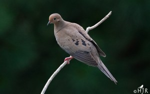 Mourning Dove