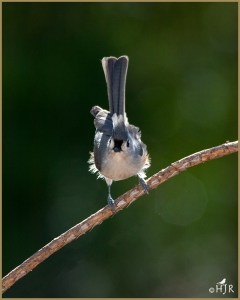 Tufted Titmouse
