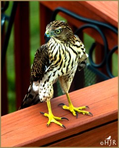 Cooper's Hawk