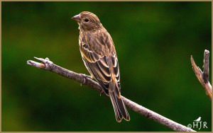 House Finch (Female)