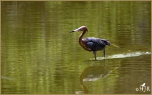 Reddish Egret