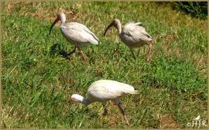 American White Ibis