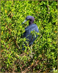 Little Blue Heron