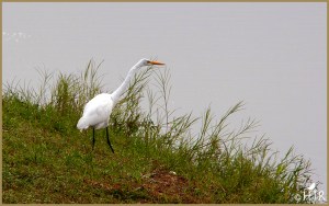 Great Egret