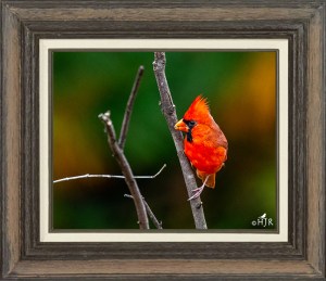 Northern Cardinal (Male)