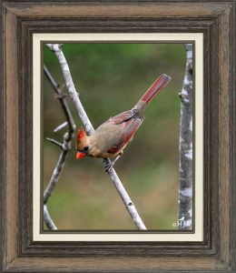 Northern Cardinal (Female)