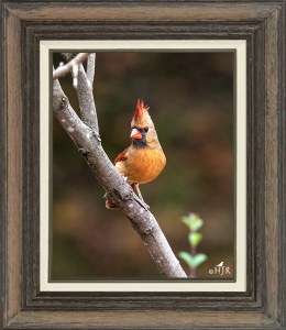 Northern Cardinal (Female)