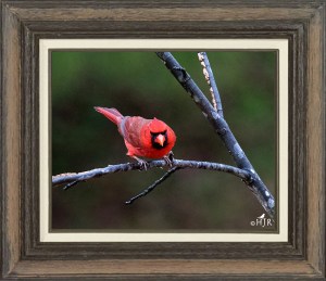 Northern Cardinal (Male)