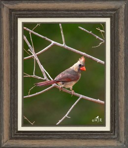 Northern Cardinal (Female)