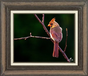 Northern Cardinal (Female)