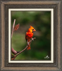 Northern Cardinal (Male)