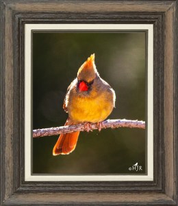 Northern Cardinal (Female)