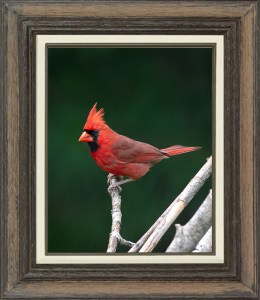 Northern Cardinal (Male)
