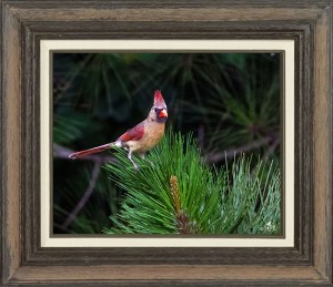Northern Cardinal (Female)