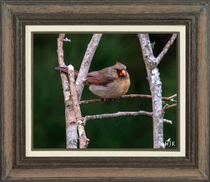 Northern Cardinal (Female)