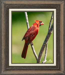 Northern Cardinal (Male)