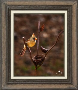 Northern Cardinal (Female)