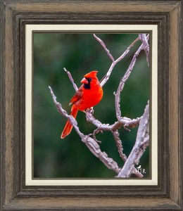 Northern Cardinal (Male)