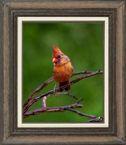 Northern Cardinal  ( Female)