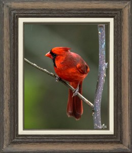 Northern Cardinal (Male)