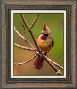 Northern Cardinal (Female)