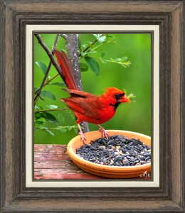 Northern Cardinal (Male)
